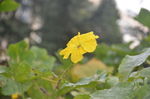 丝瓜花