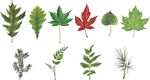 工笔手绘植物树叶