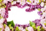 鲜花
