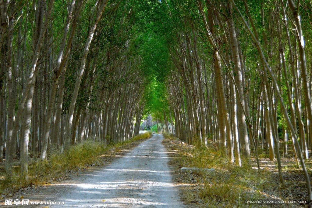 森林美景高清摄影图片