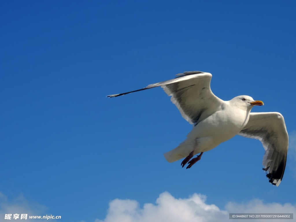 天空中飞翔的海鸥图片