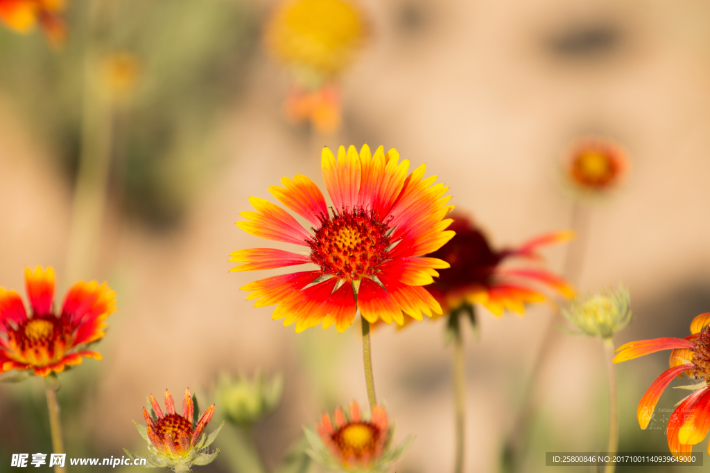 小花太阳花