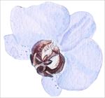 水彩花