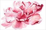 粉色花