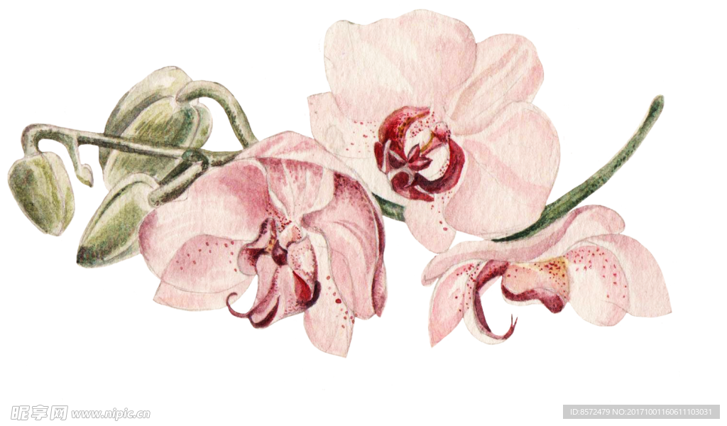 蝴蝶花