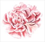 牡丹花