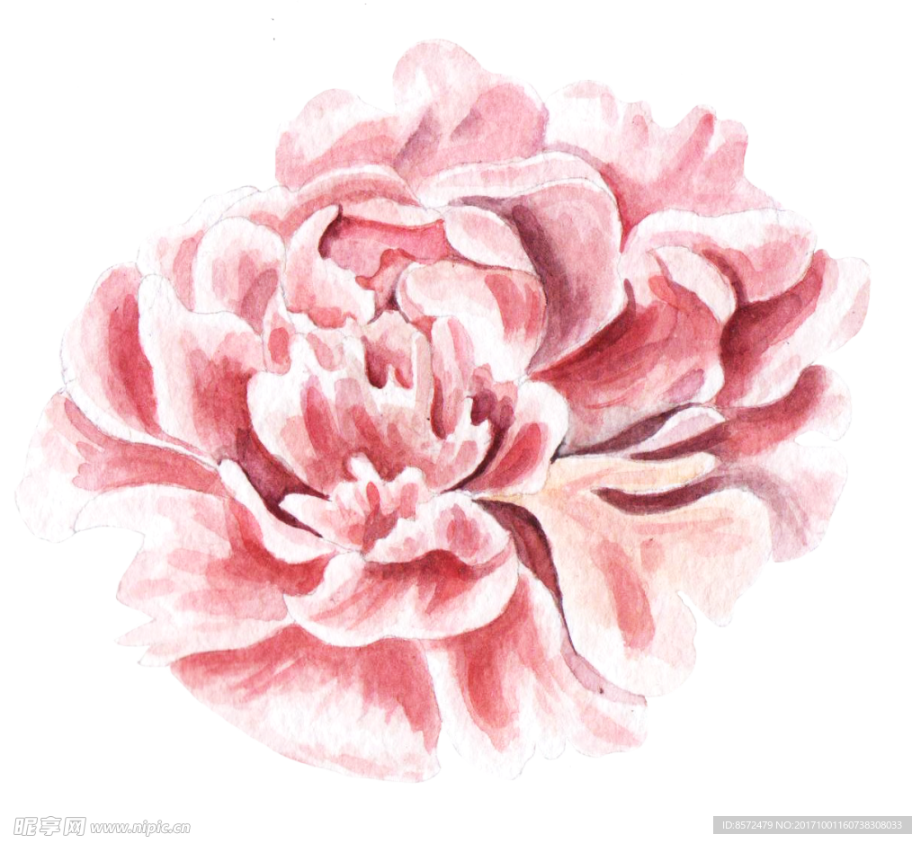 牡丹花