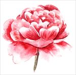 水墨牡丹