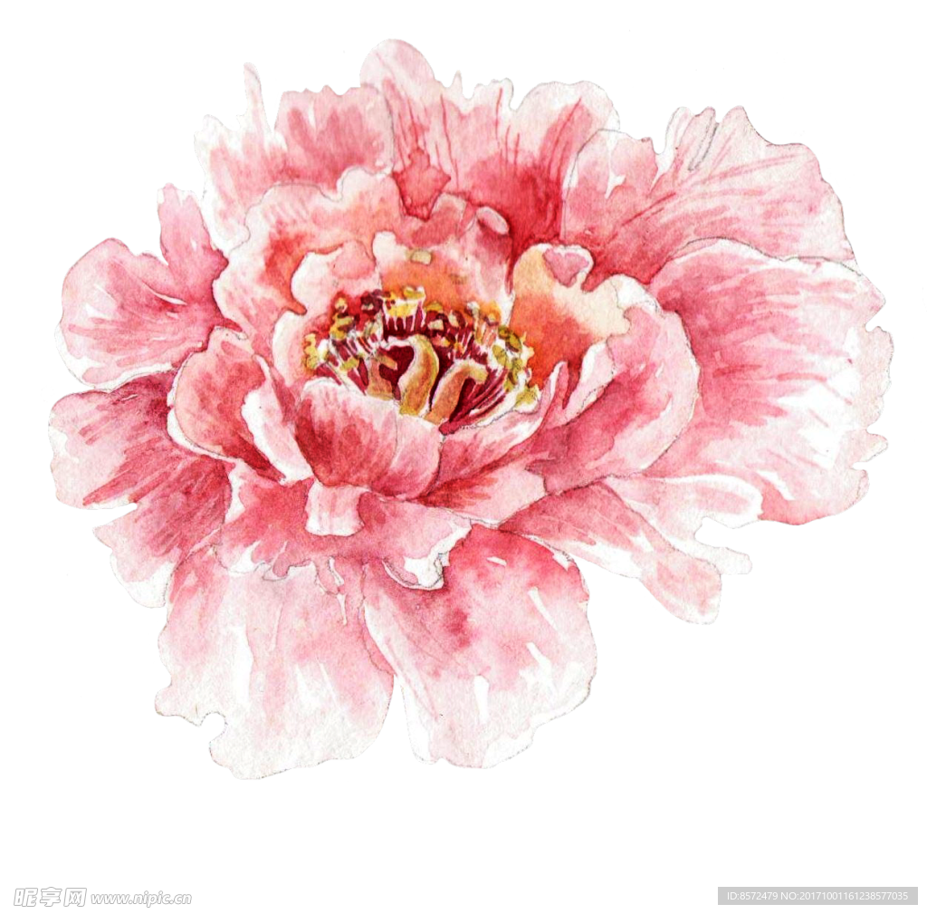 水彩牡丹花