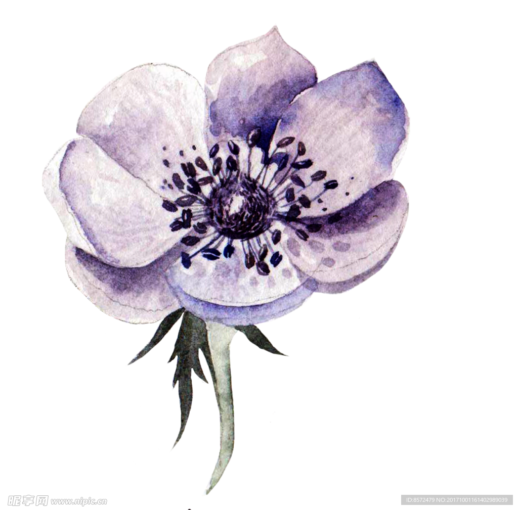 紫色花