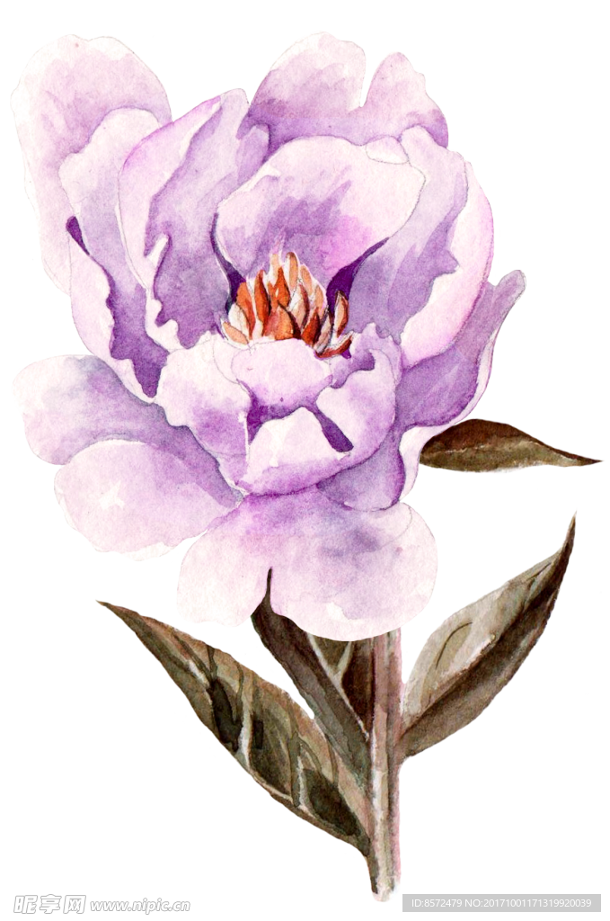 牡丹花