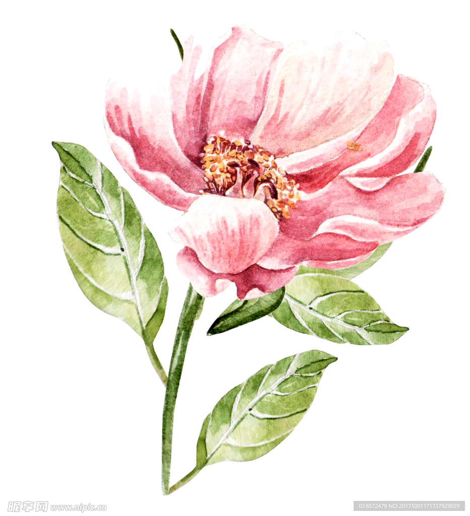 水彩花朵