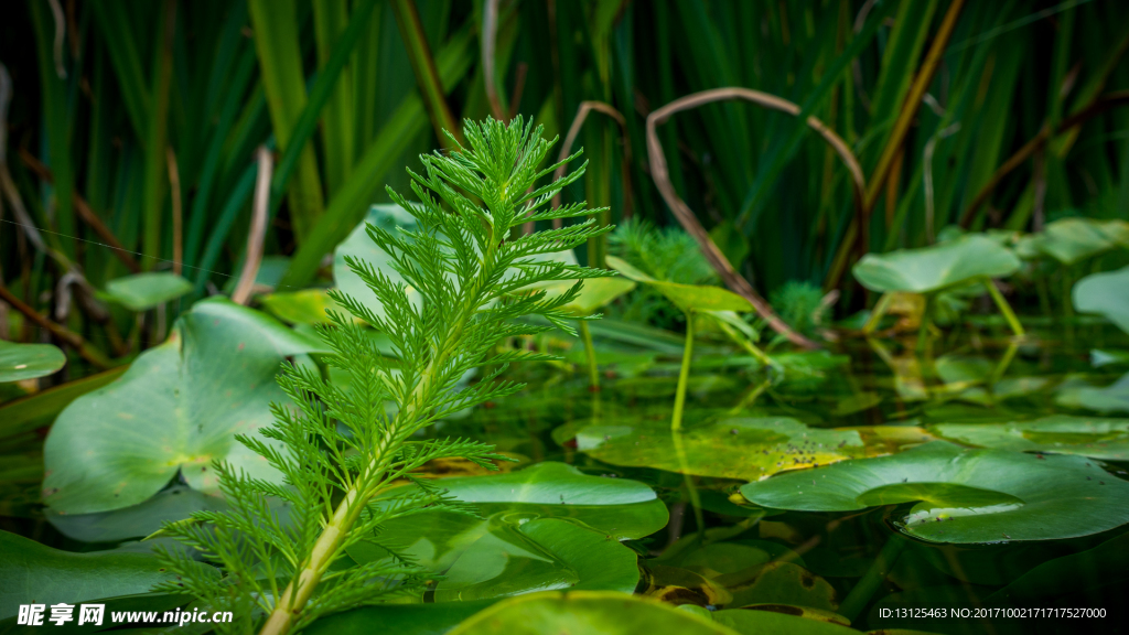 校园里的秋天