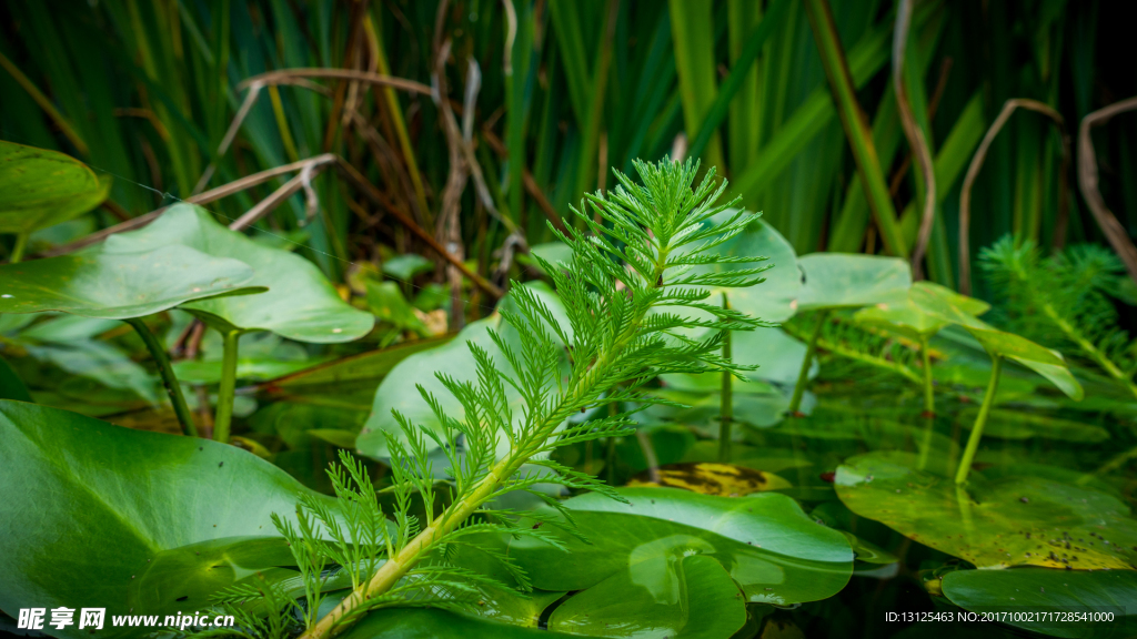 校园里的秋天