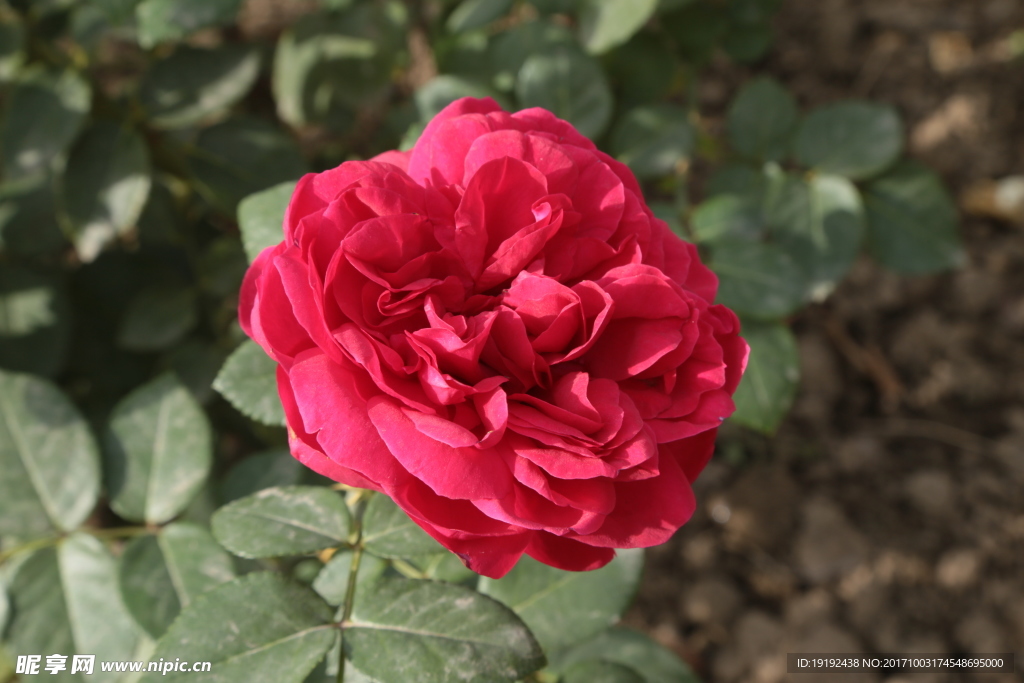 月季花