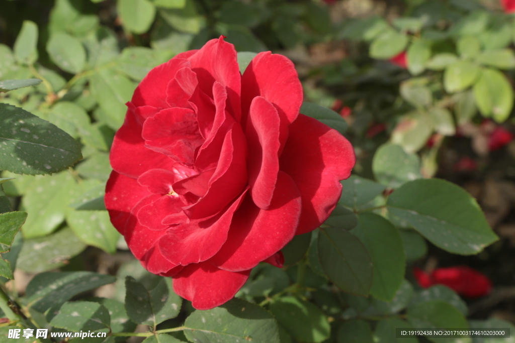 月季花