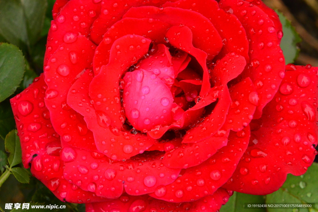 月季花