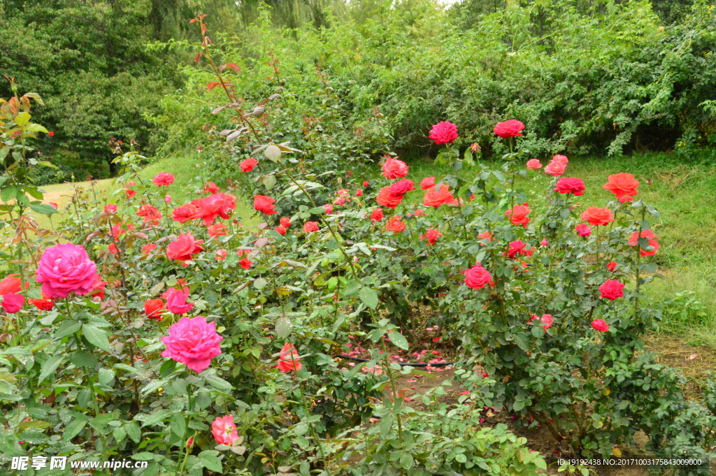 月季花