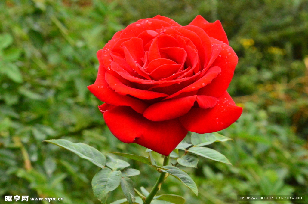 月季花