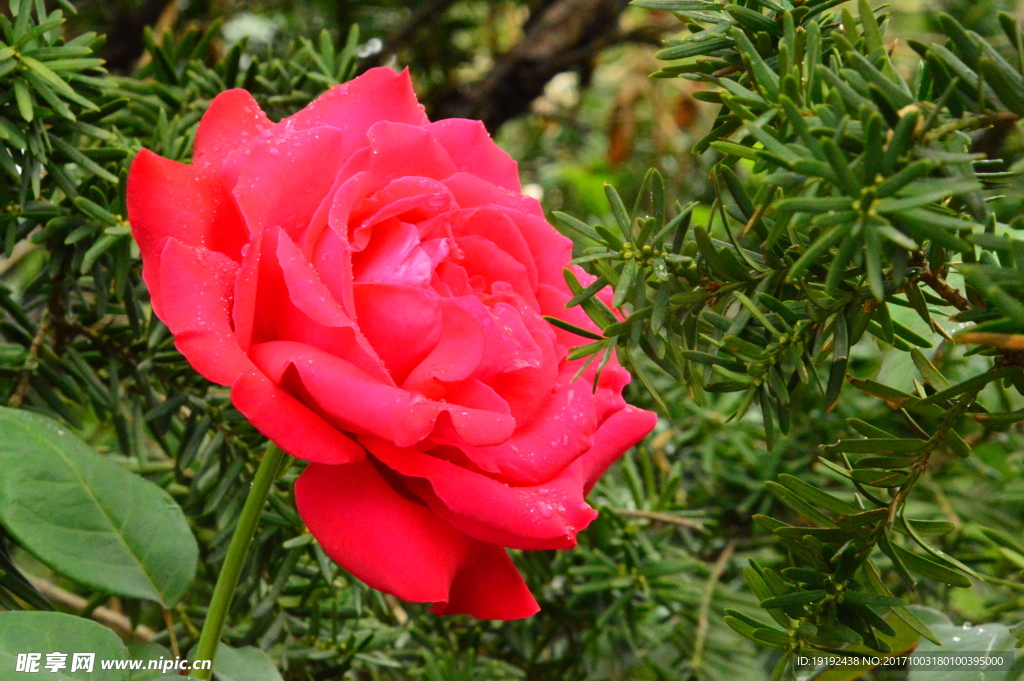 月季花