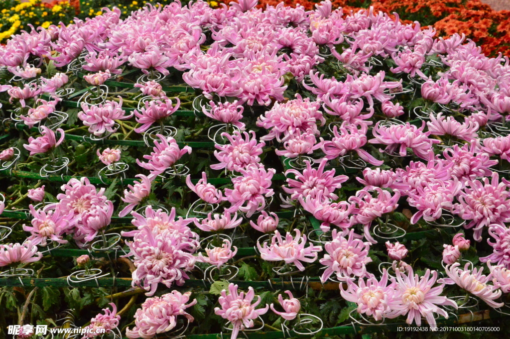 菊花