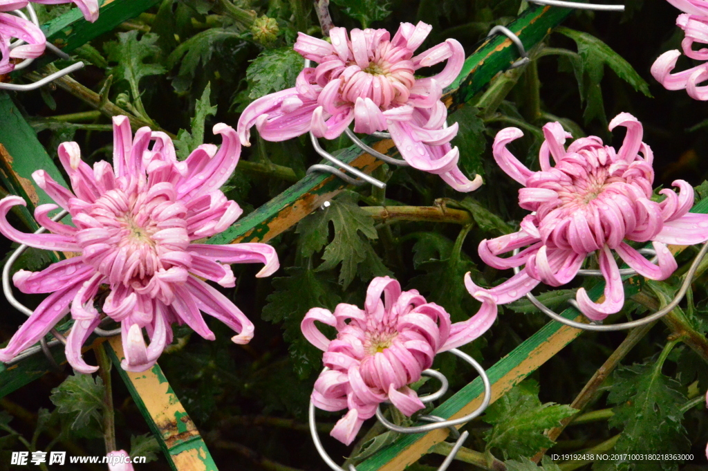 菊花