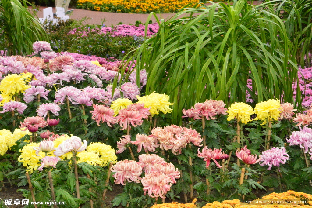 菊花