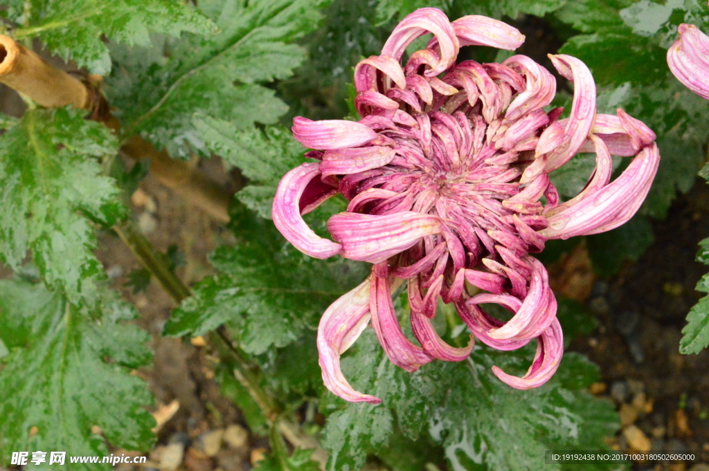 菊花