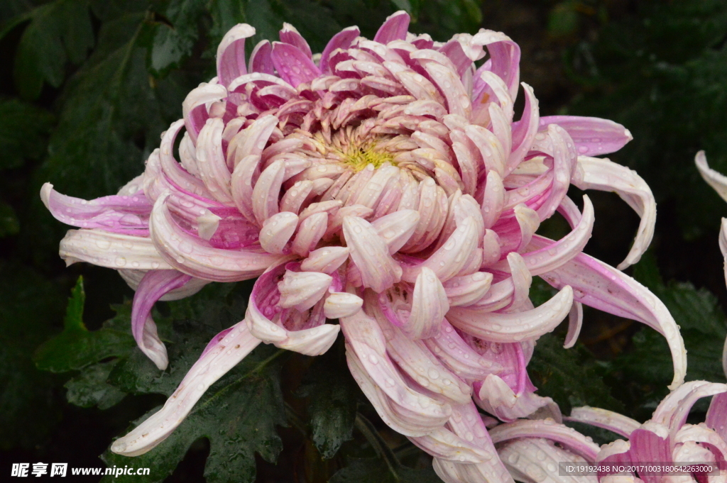 菊花
