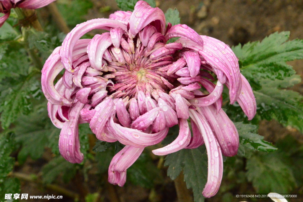 菊花