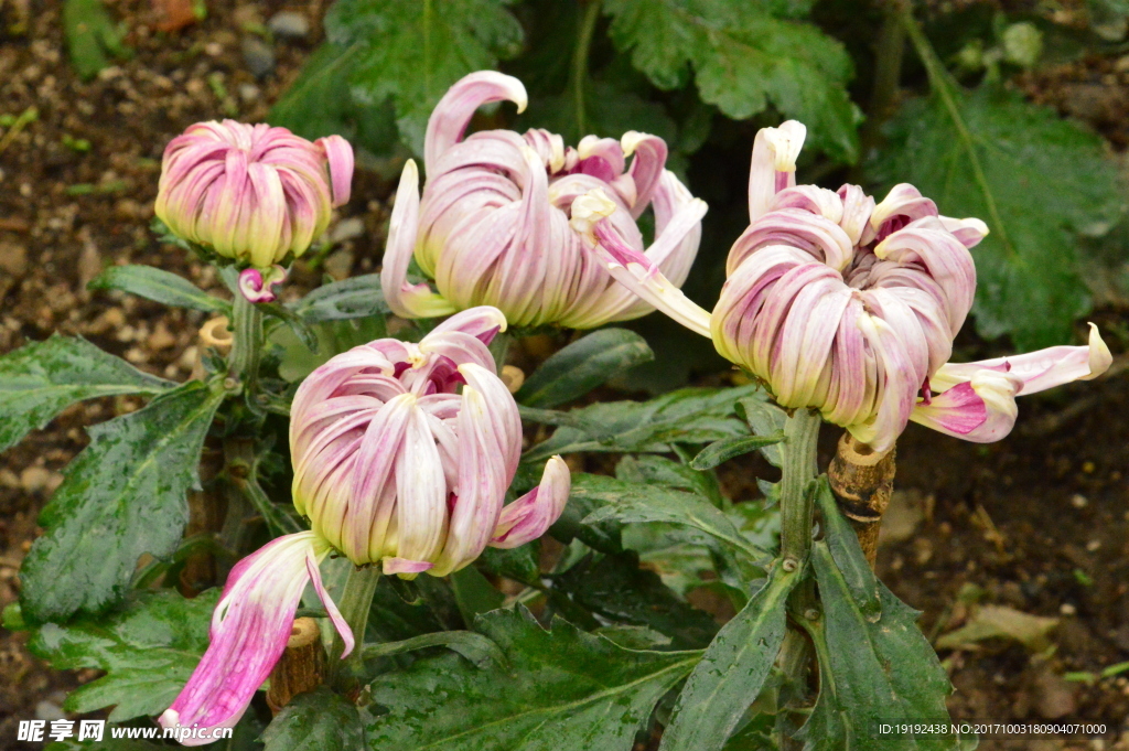 菊花
