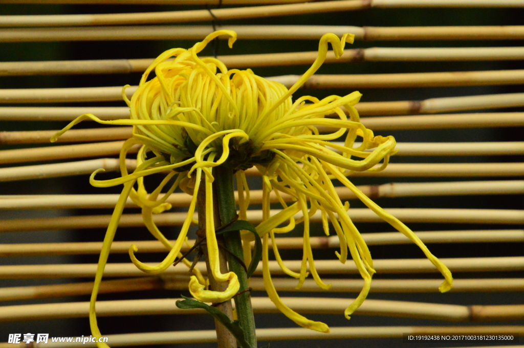 菊花