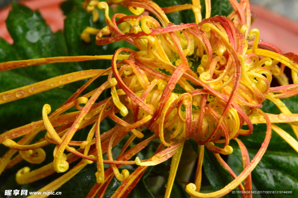 菊花
