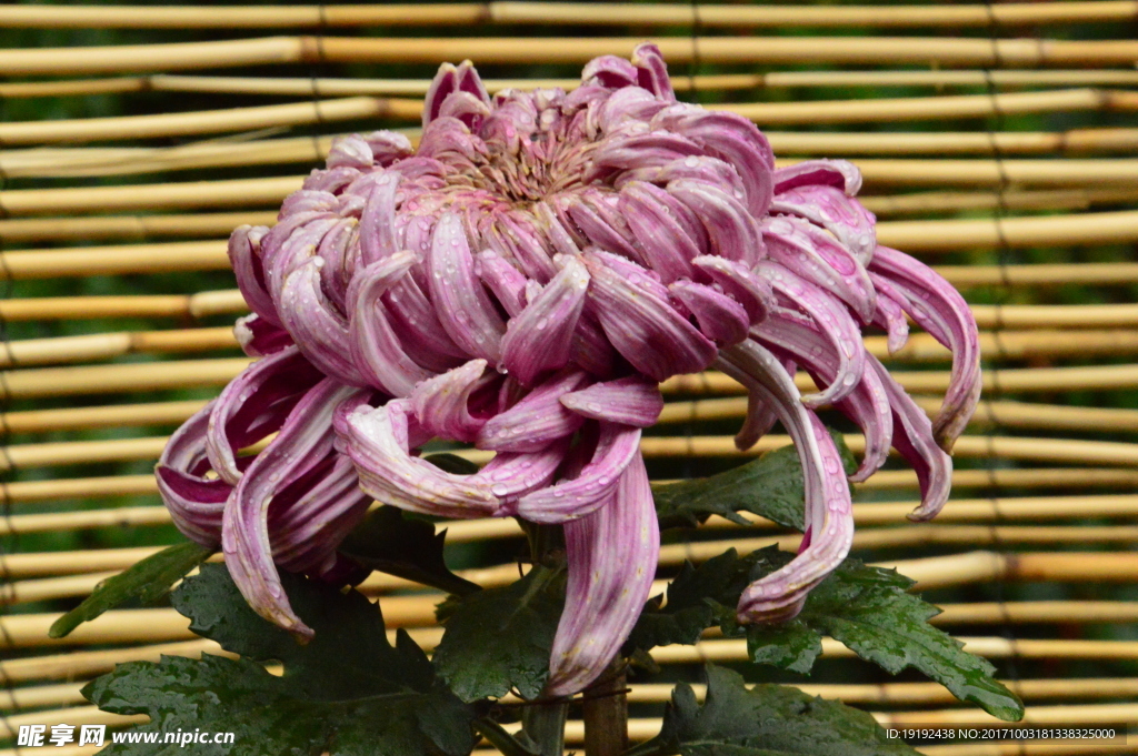 菊花