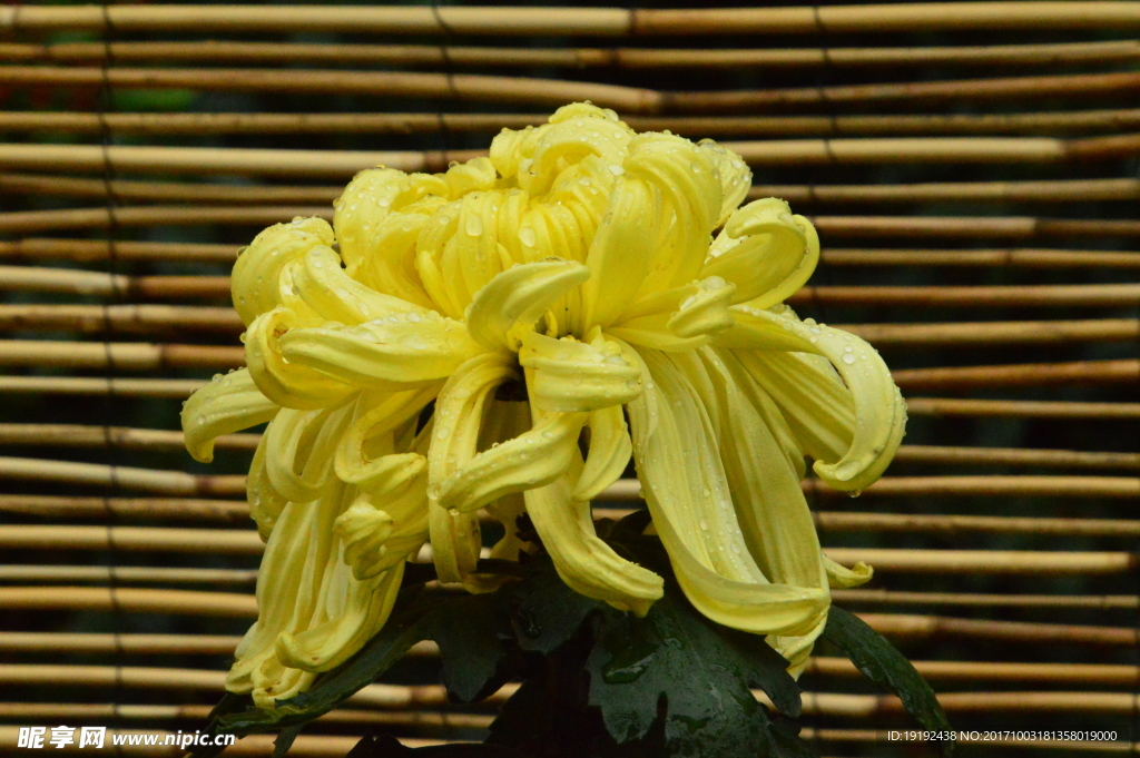 菊花