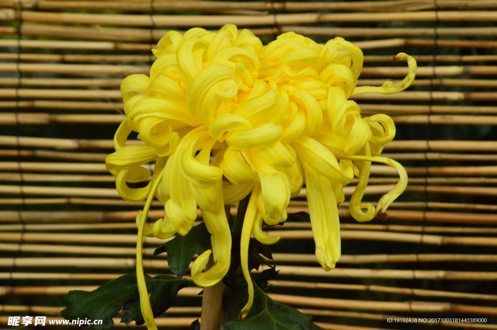 菊花