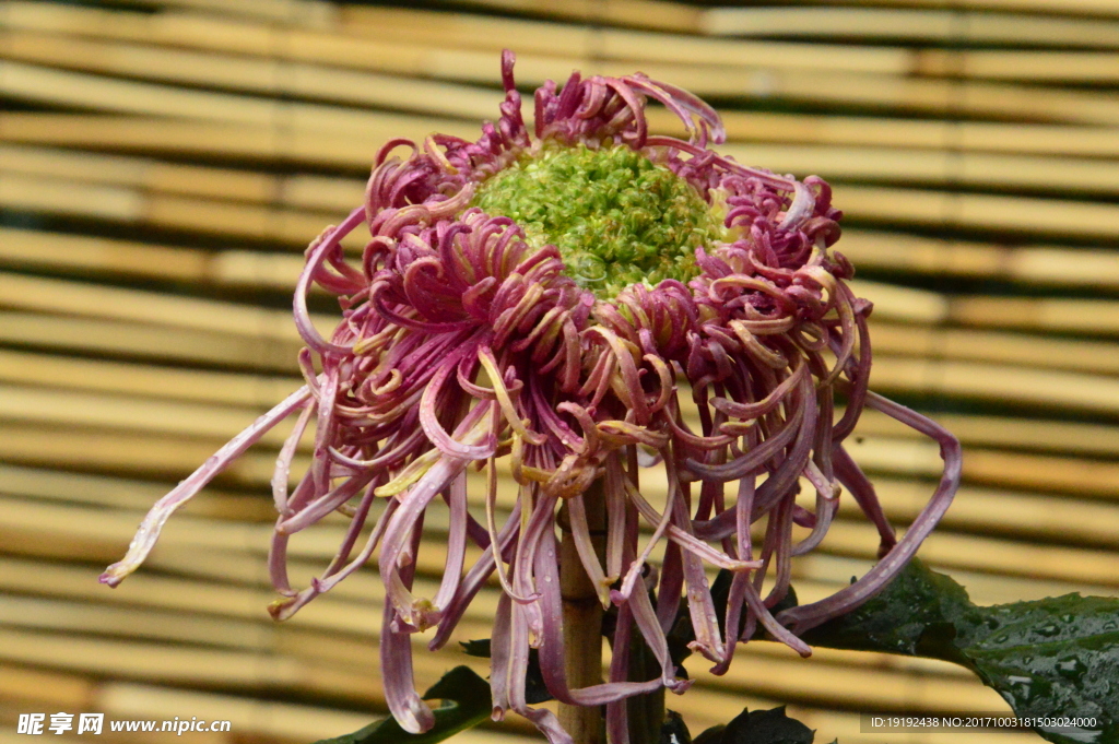 菊花