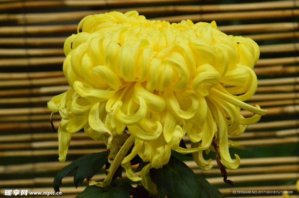 菊花