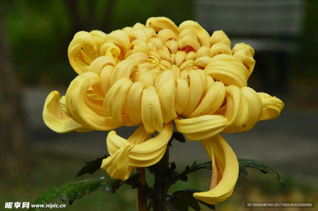 菊花