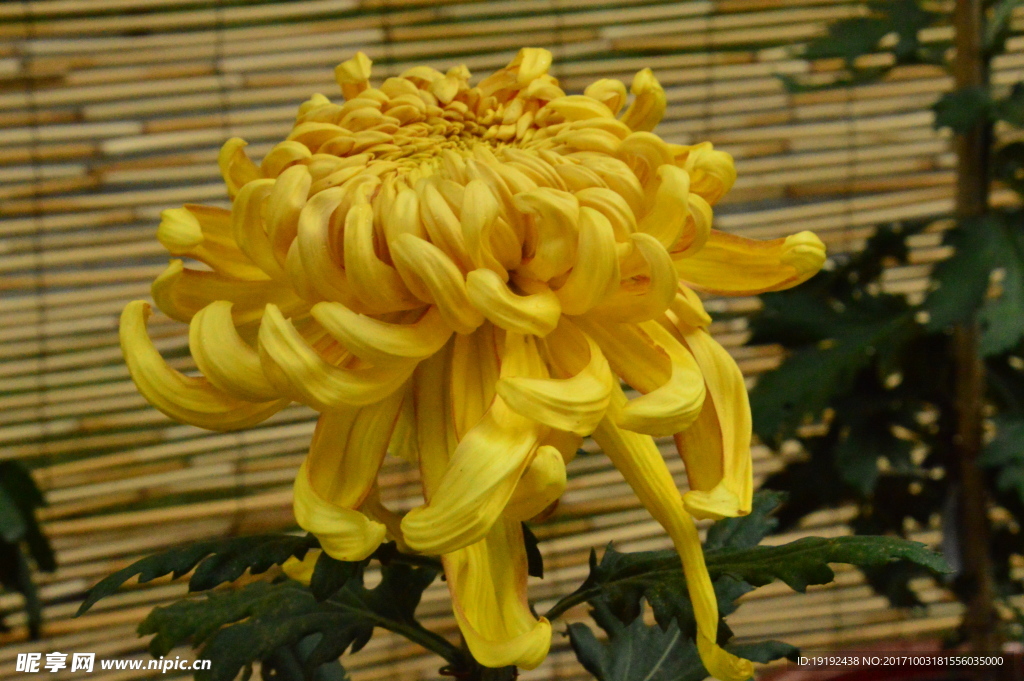 菊花