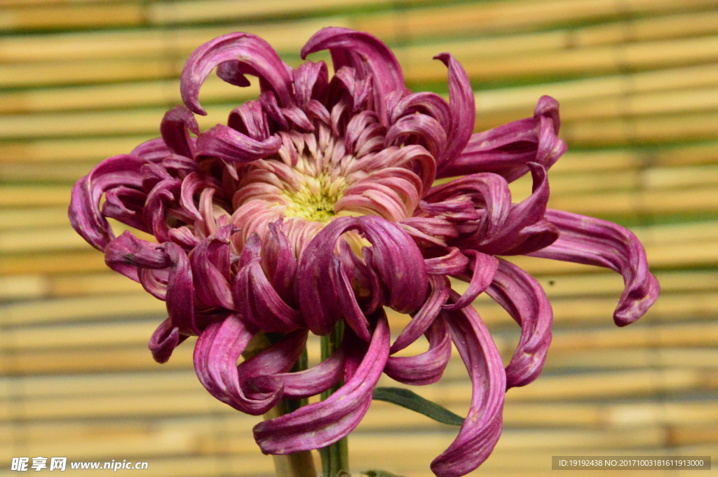菊花