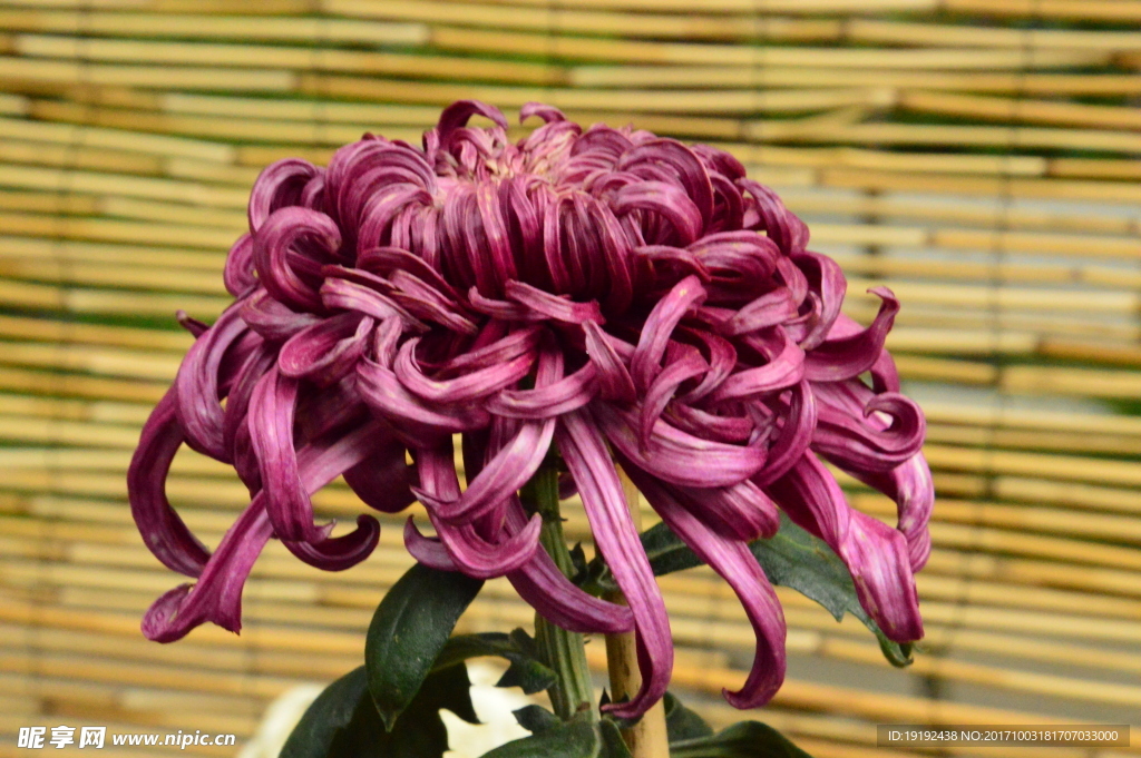 菊花