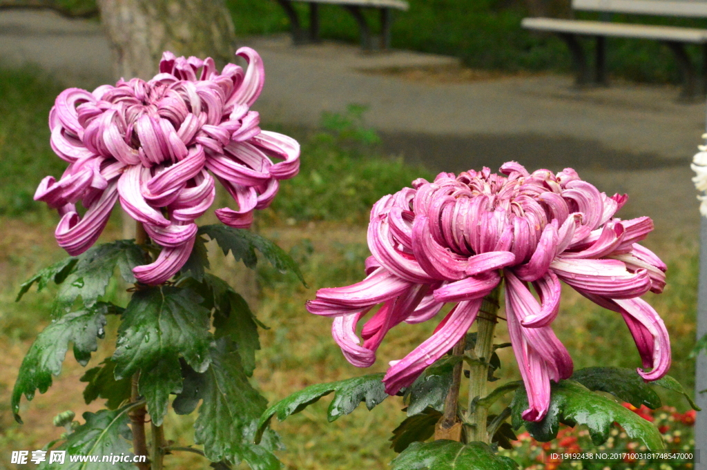 菊花