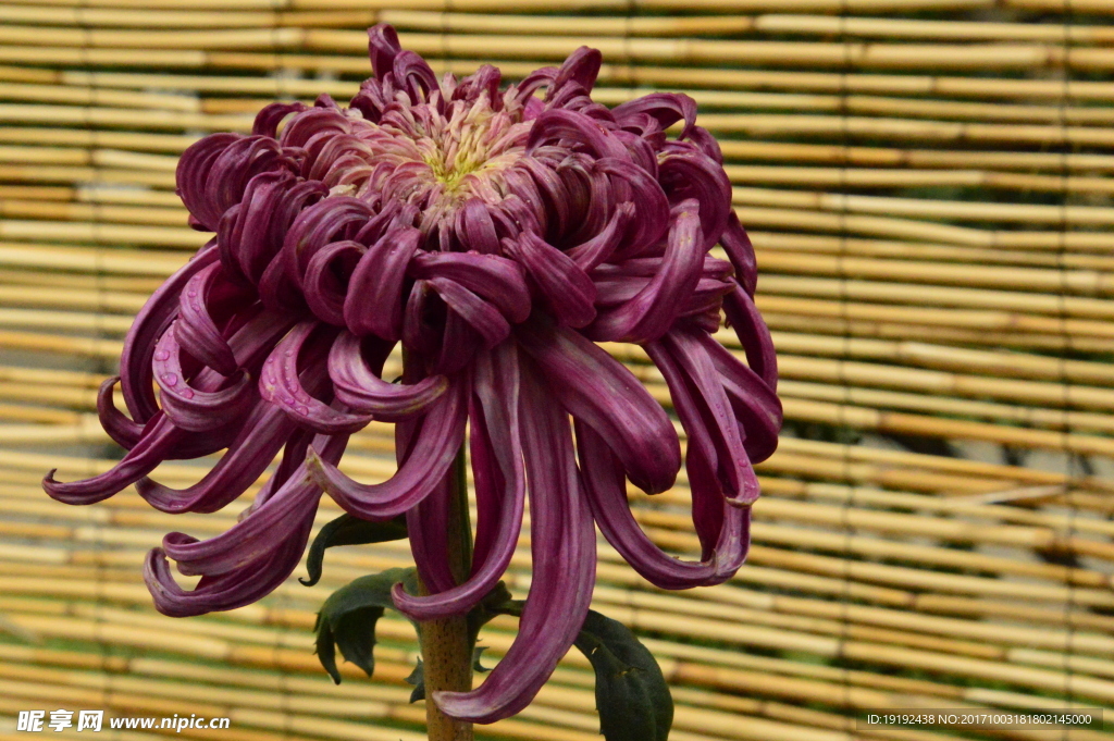 菊花