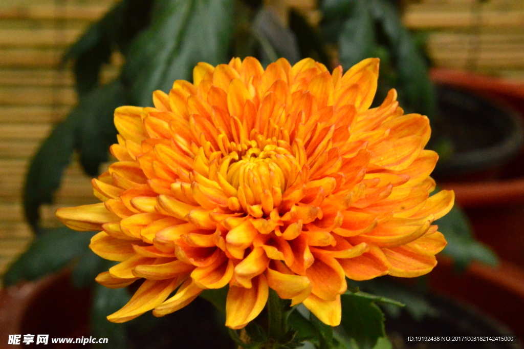 菊花