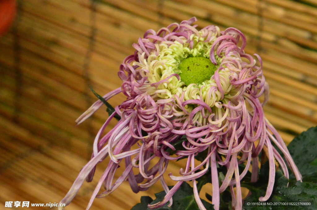 菊花