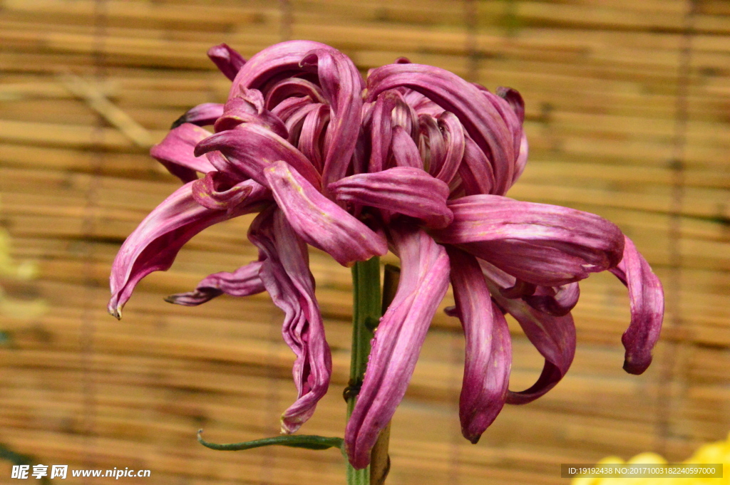 菊花