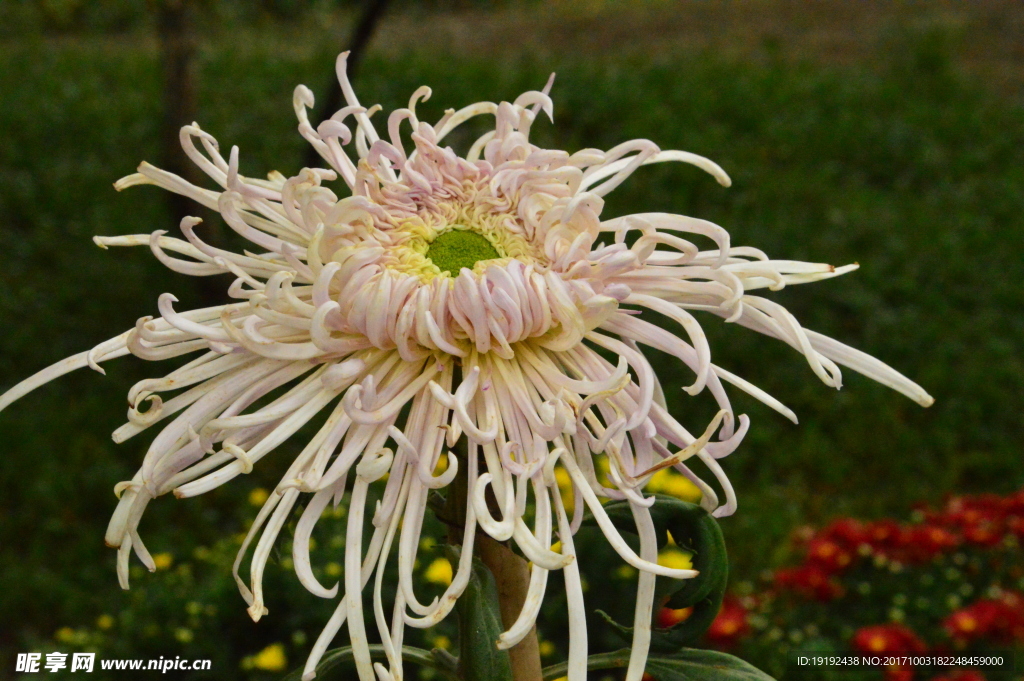 菊花
