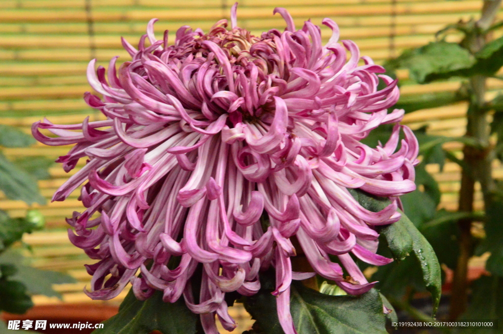 菊花