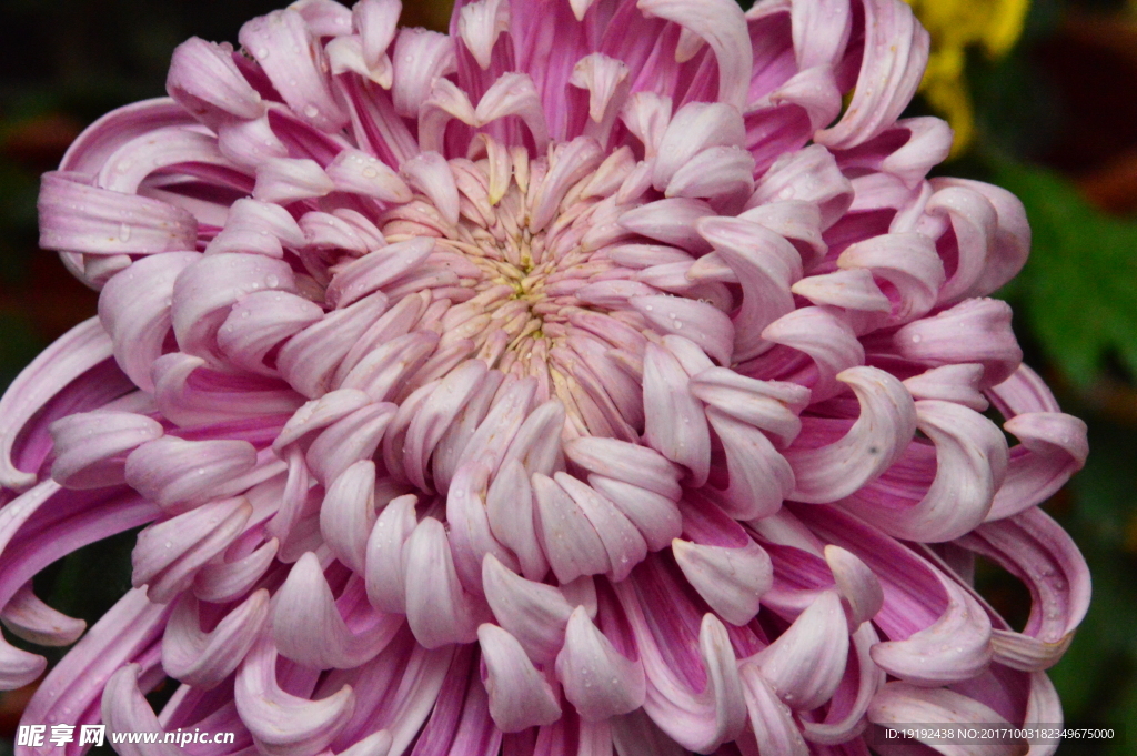菊花